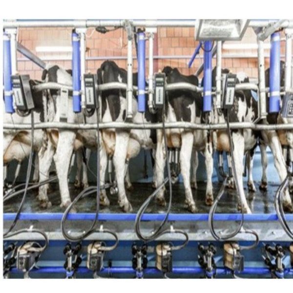 Milking parlour